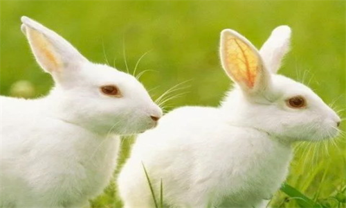 1975属兔的一生婚姻如何 七五年属兔的人婚姻是什么命