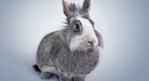 23年属兔女在2023年的运势和财运 23年属兔人在2023年每月运势