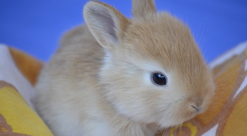 11年属兔女在2023年的运势和财运 11年属兔人在2023年每月运势