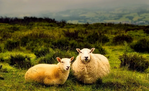 属羊的今年多少岁 属羊的今年多大了岁数表