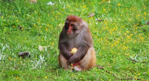 生肖猴今年多少岁? 2023年属猴的几岁