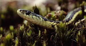 属鼠女和属蛇男相配吗 属蛇男和属鼠女情感配对状况？