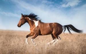 b型血女人的性格特点 B型血女生性格解析