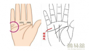 婚姻线看左手还是右手女，女性看手相右手婚姻线是哪条