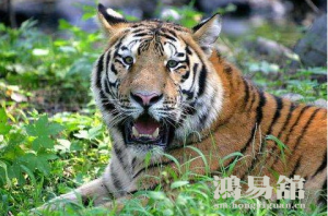 男猪女虎是上等婚姻么 属猪男和属虎女合不合