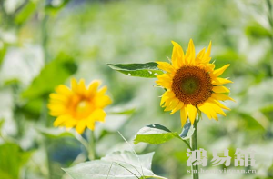 现在不起眼，十年后会让人刮目相看的生肖