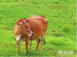 97年属牛是什么颜色的牛,1997年10月25日是什么颜色的牛