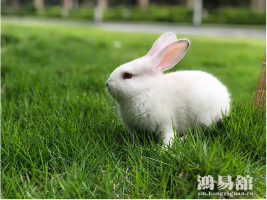 属兔八败是指什么,算命中的八败是什么意思