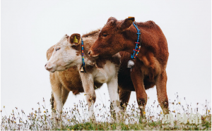 属牛男配属什么女,男牛配什么生肖女孩